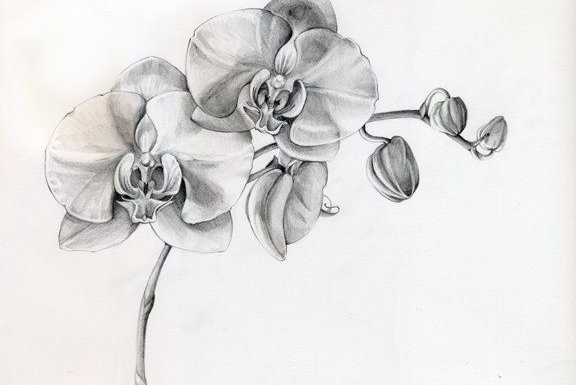 Orchideen Tattoo vorlagen