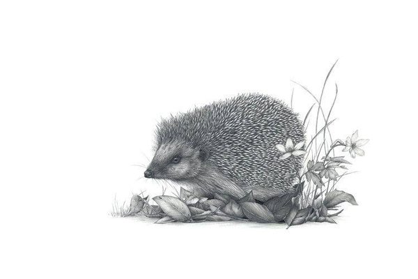 Tattoo Igel