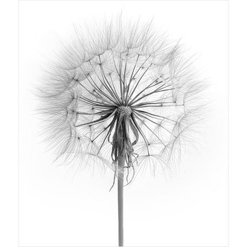 pusteblume tattoo bedeutung
