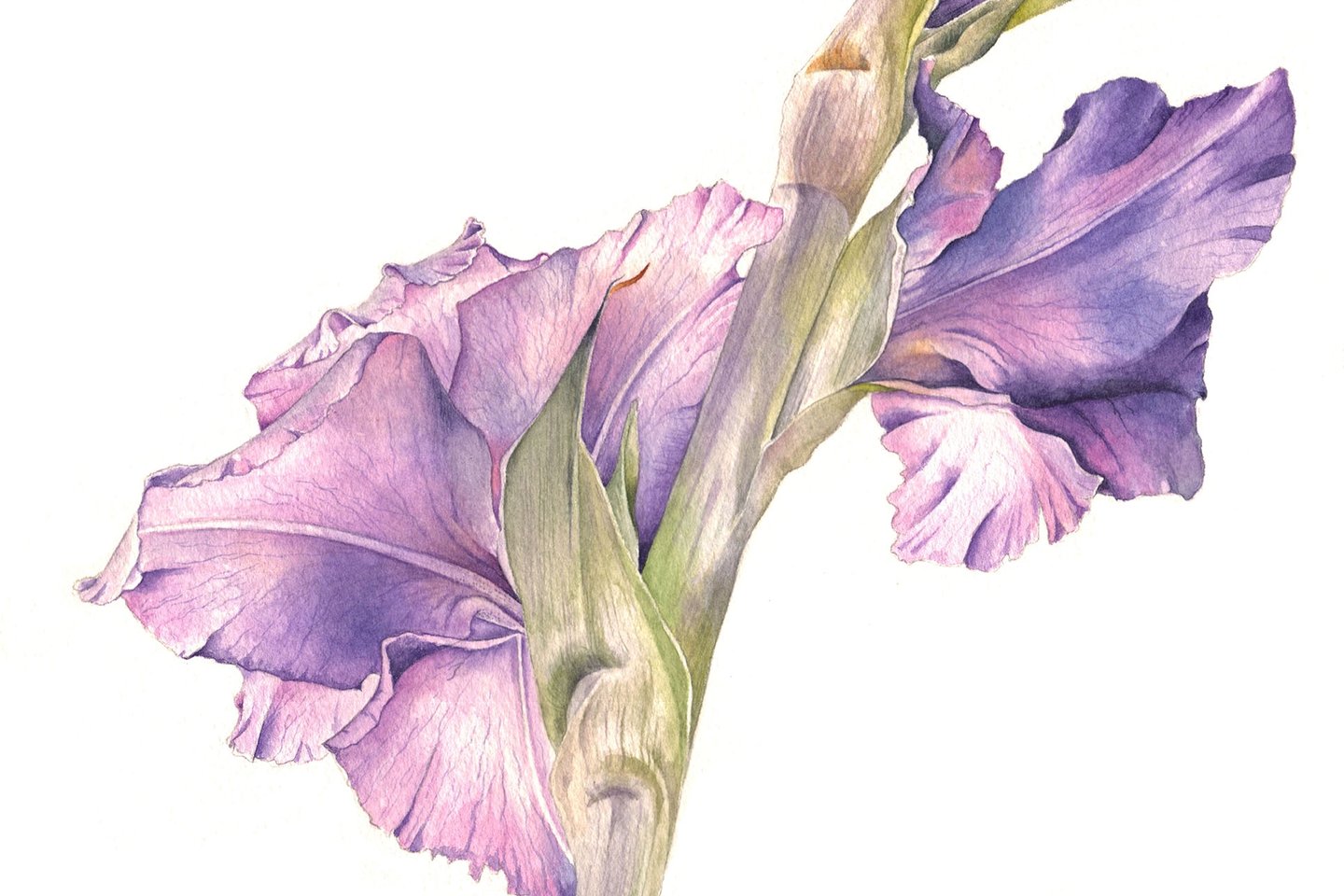 gladiole tattoo bedeutung