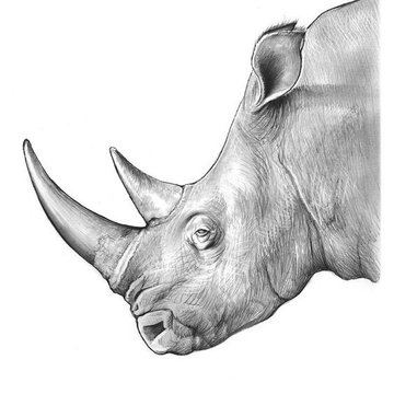 Nashorn Tattoo vorlagen