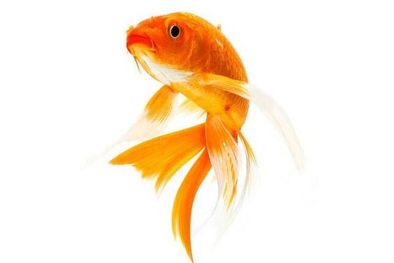 goldfisch tattoo bedeutung