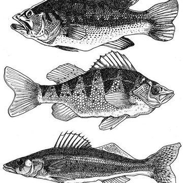 Fische Tattoos bedeutung