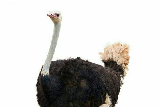 Ostrich tattoo vorlagen