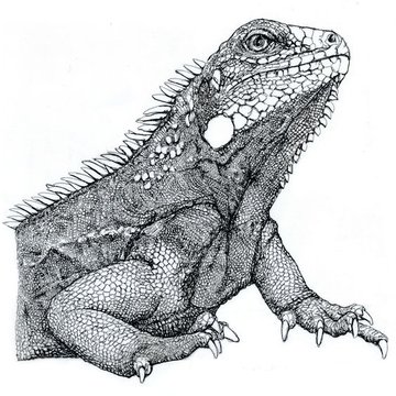Leguan Tattoo Bedeutung