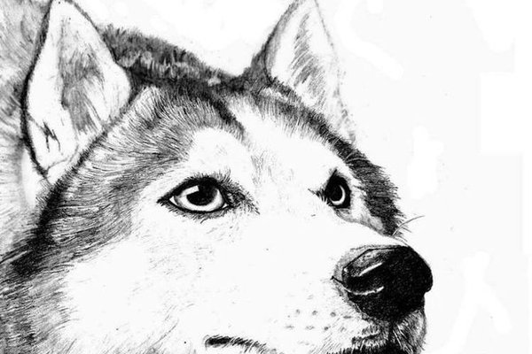 Husky Tattoo vorlagen