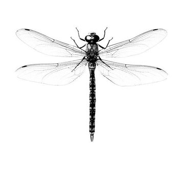 Libelle Tattoo bedeutung