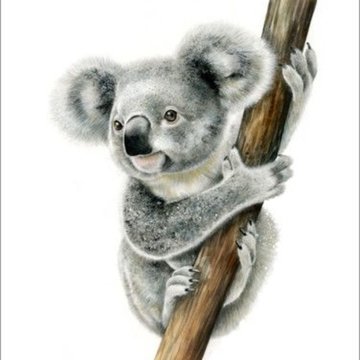Koala Tattoo Bedeutung