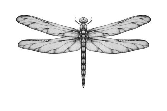 Libelle Tattoo bedeutung