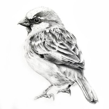Spatz Tattoo Bedeutung