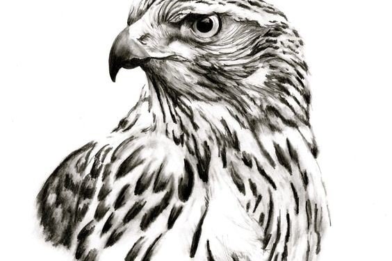 Falken Tattoo bedeutung