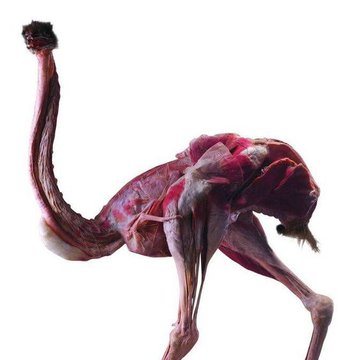 Ostrich tattoo vorlagen