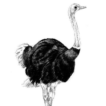 Ostrich tattoo vorlagen