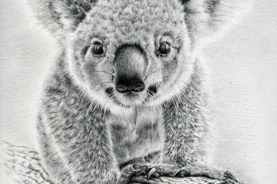 Koala Tattoo Bedeutung