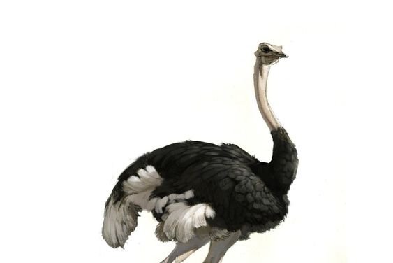 Ostrich tattoo vorlagen