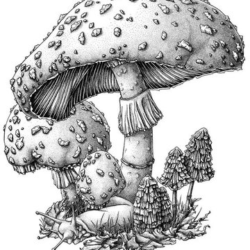 Pilz Tattoo Bedeutung
