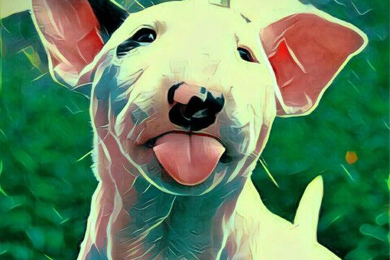 bullterrier tattoo vorlagen