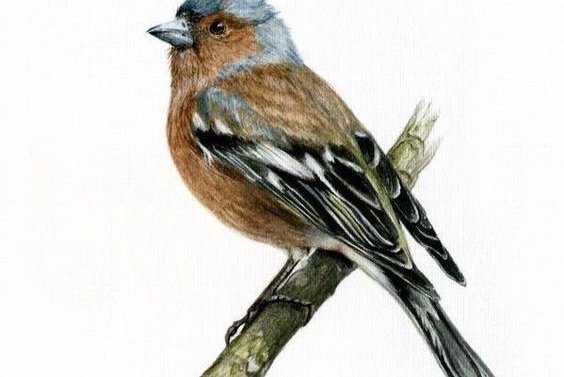 Spatz Tattoo Bedeutung