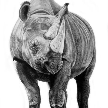 Nashorn Tattoo vorlagen