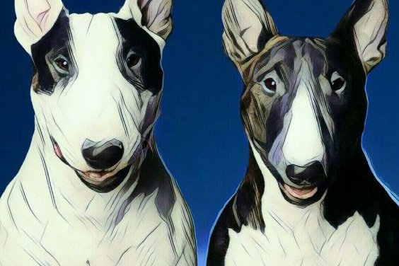bullterrier tattoo vorlagen