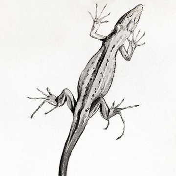 eidechse tattoo vorlage