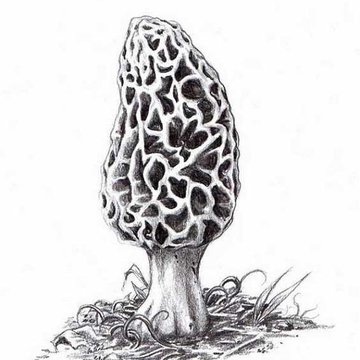 Pilz Tattoo Bedeutung