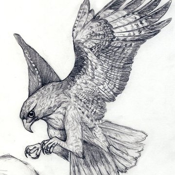 habicht tattoo