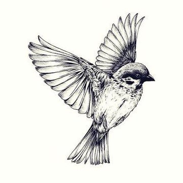 Spatz Tattoo Bedeutung