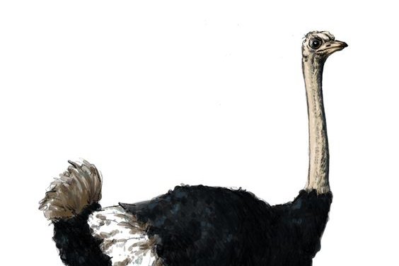 Ostrich tattoo vorlagen