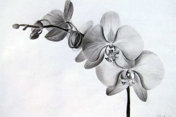 Orchideen Tattoo vorlagen