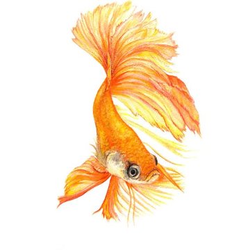 goldfisch tattoo bedeutung