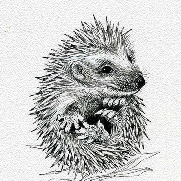 Tattoo Igel