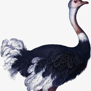 Ostrich tattoo vorlagen
