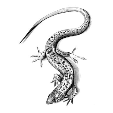 eidechse tattoo vorlage