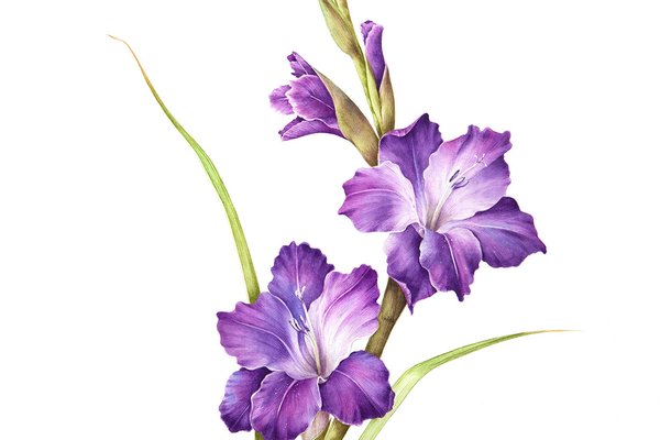 gladiole tattoo bedeutung