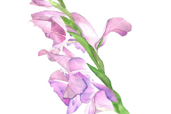 gladiole tattoo bedeutung